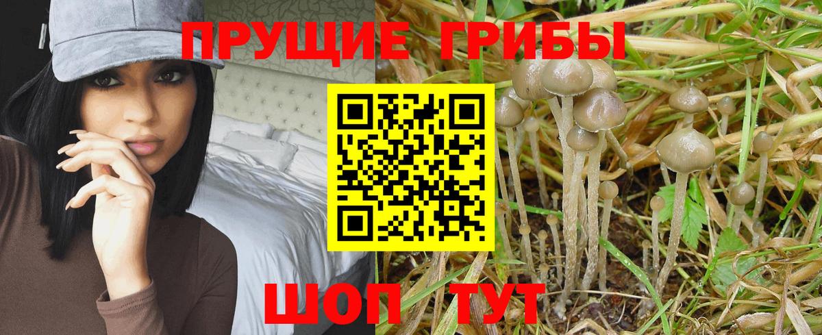 Псилоцибиновые грибы Psilocybine cubensis Приморско-Ахтарск